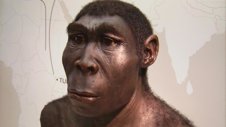 Homo erectus